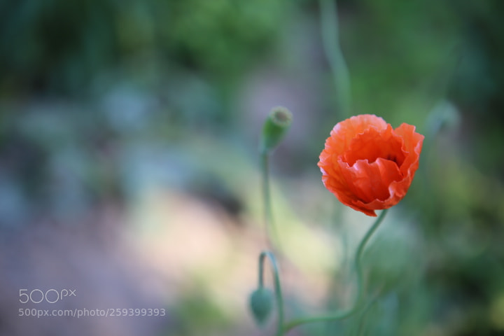 Canon EOS 6D + Canon EF 24-70mm F2.8L USM sample photo. Img photography