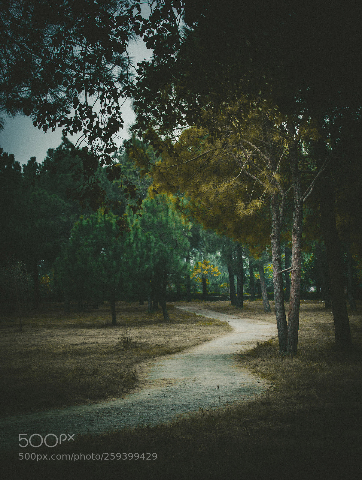 Canon EOS 60D sample photo. Melancholic bound photography