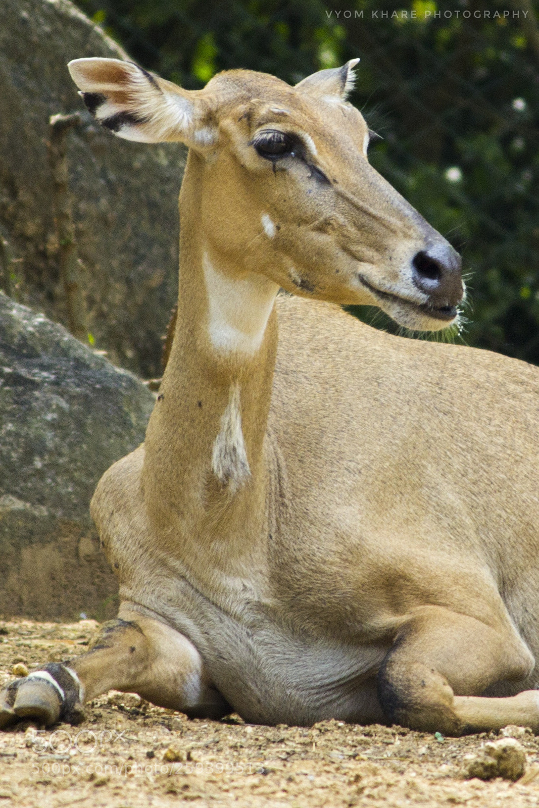 Canon EOS 600D (Rebel EOS T3i / EOS Kiss X5) sample photo. Deer photography