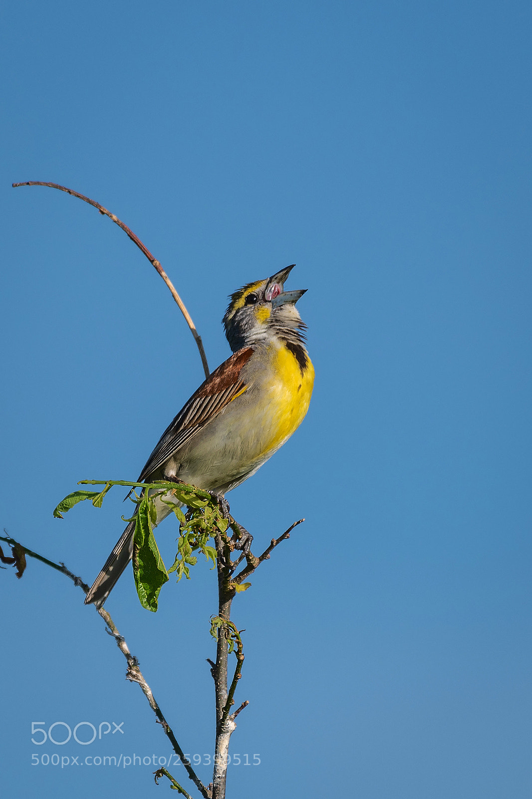 Nikon D850 sample photo. Dickcissel photography