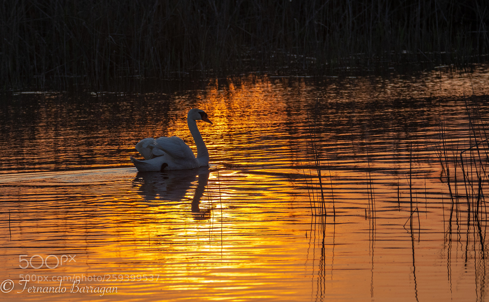Nikon D500 sample photo. Cisne a contraluz photography