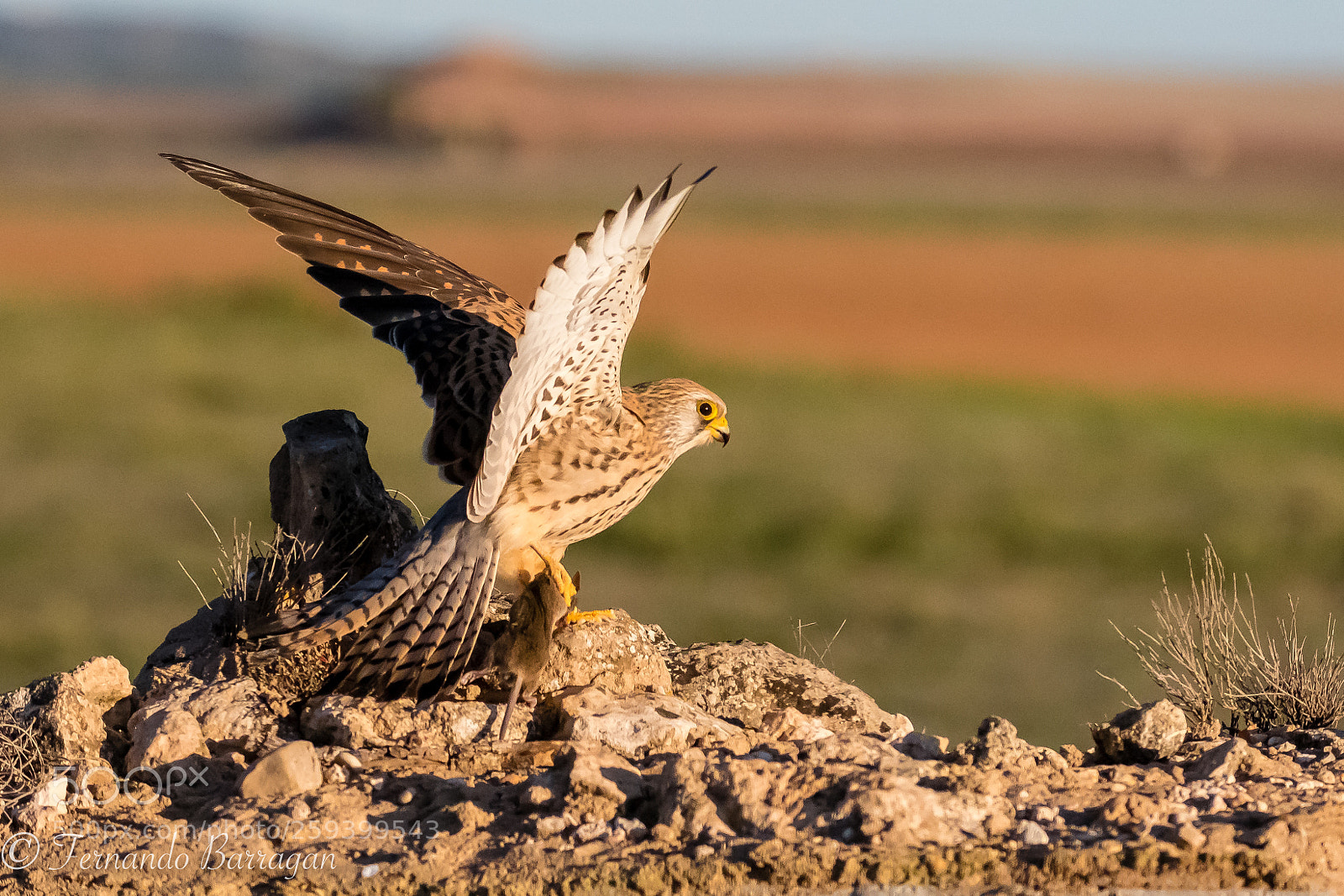Nikon D500 sample photo. Cernicalo cazando el raton photography