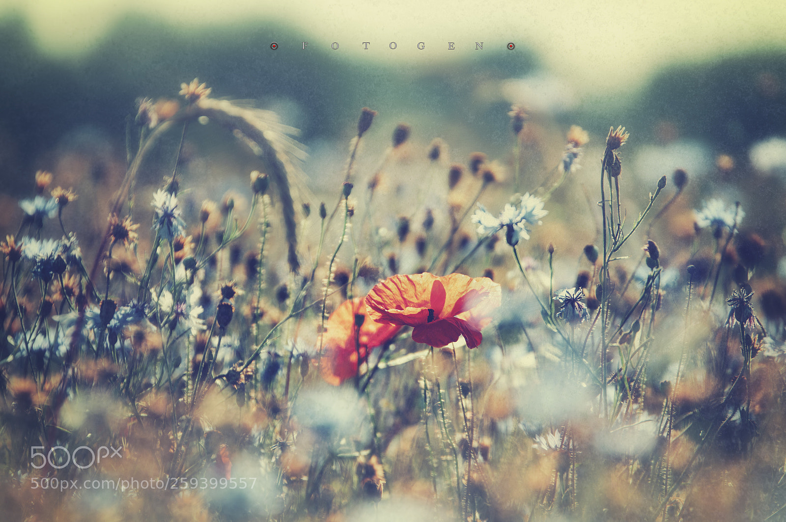 Nikon D300S sample photo. Summer breeze photography