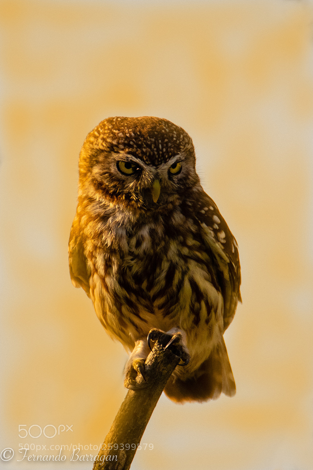 Nikon D500 sample photo. Mocchuelo al atardecer, owl photography