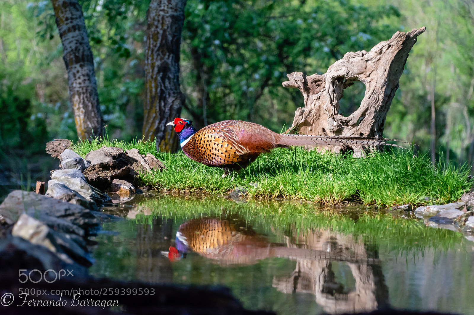 Nikon D7100 sample photo. Faisan y su reflejo photography