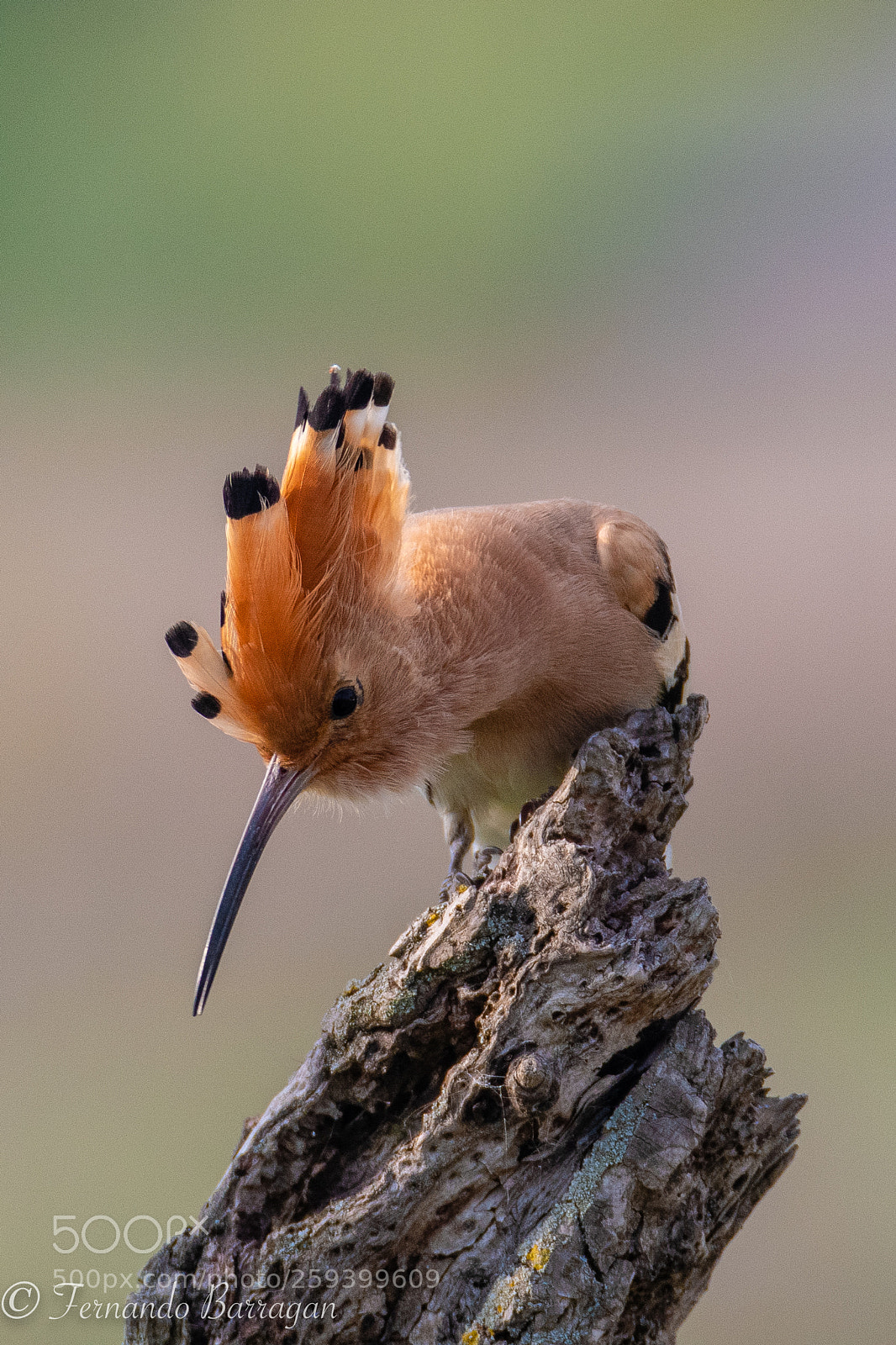 Nikon D500 sample photo. Hoopoe looking dawn photography