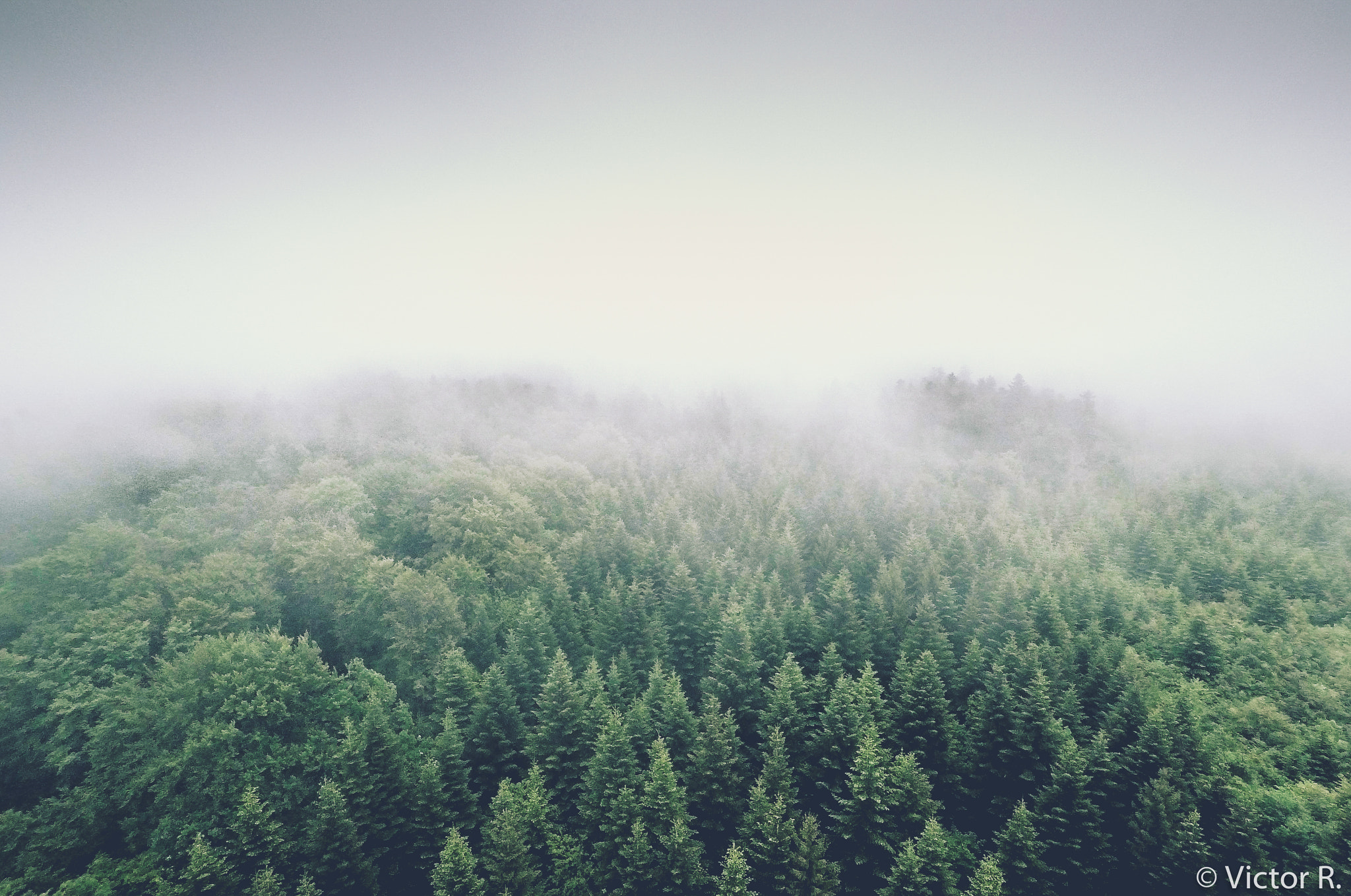 GoPro Hero5 Black sample photo. Misty forest. photography