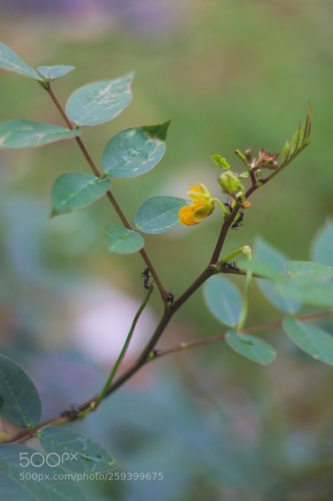 Canon EOS 70D sample photo. Ant photography