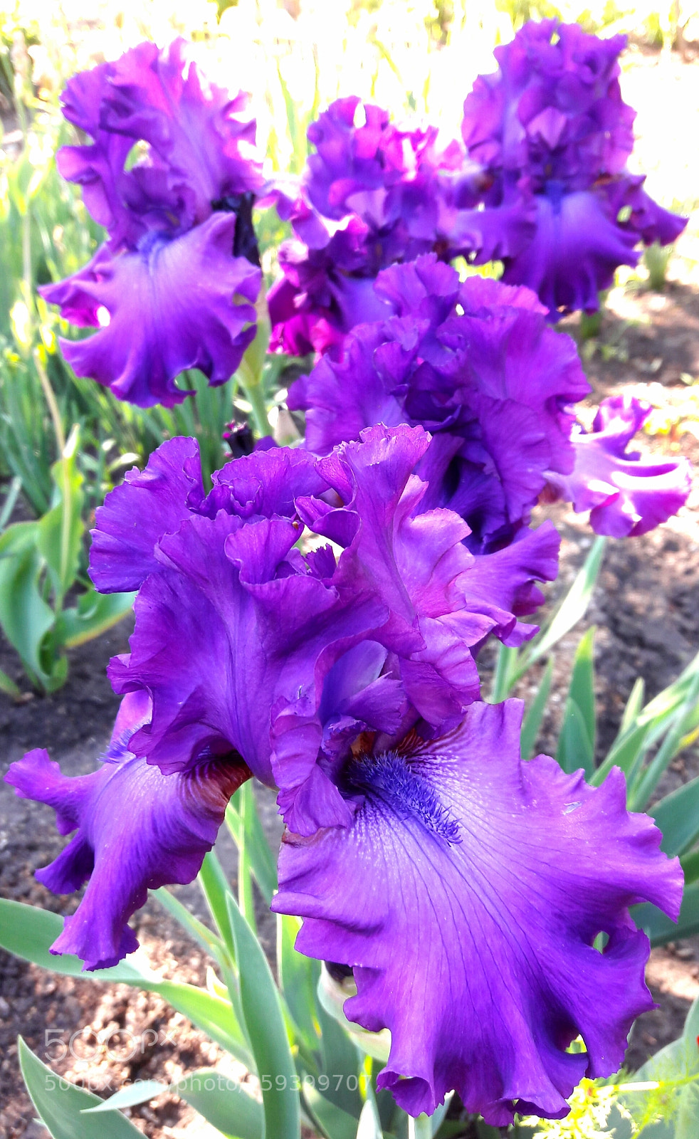 Samsung Galaxy J7 sample photo. Purple dream photography