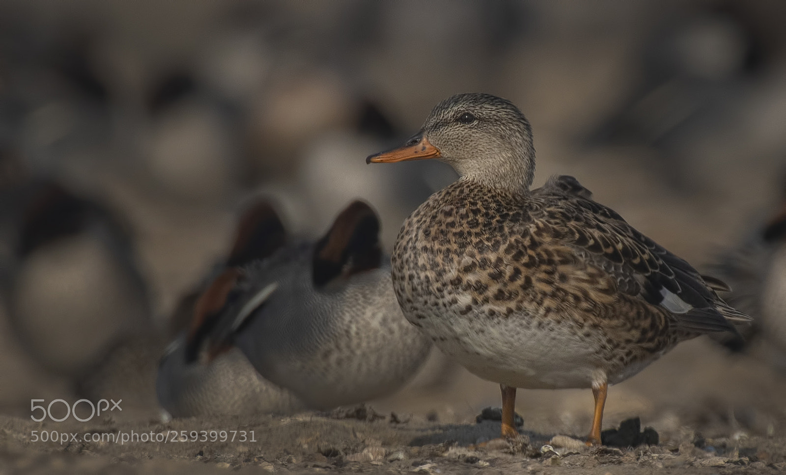 Nikon D500 sample photo. Gadwall female photography