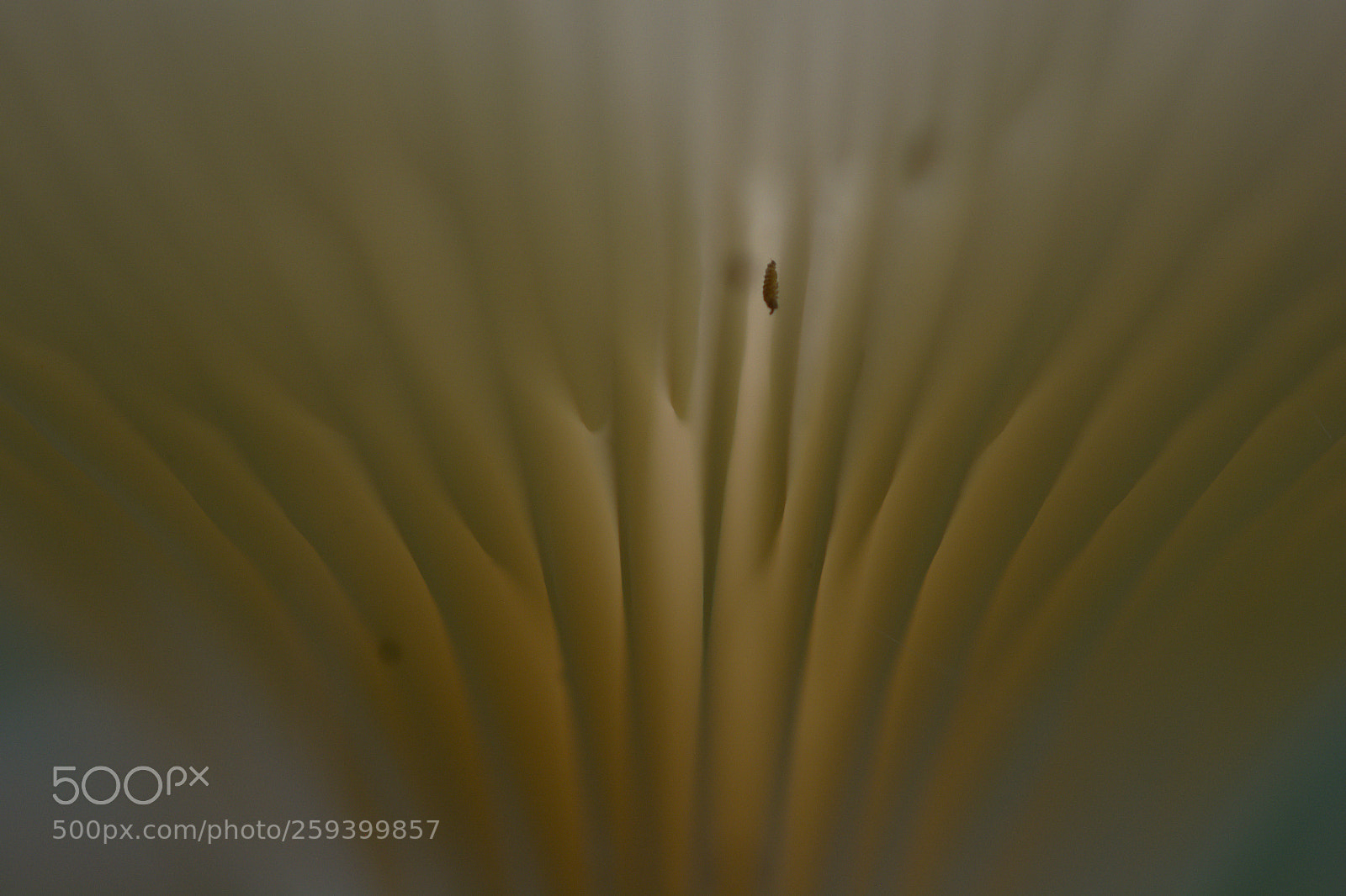 Nikon D5200 sample photo. Life in a mushroom photography