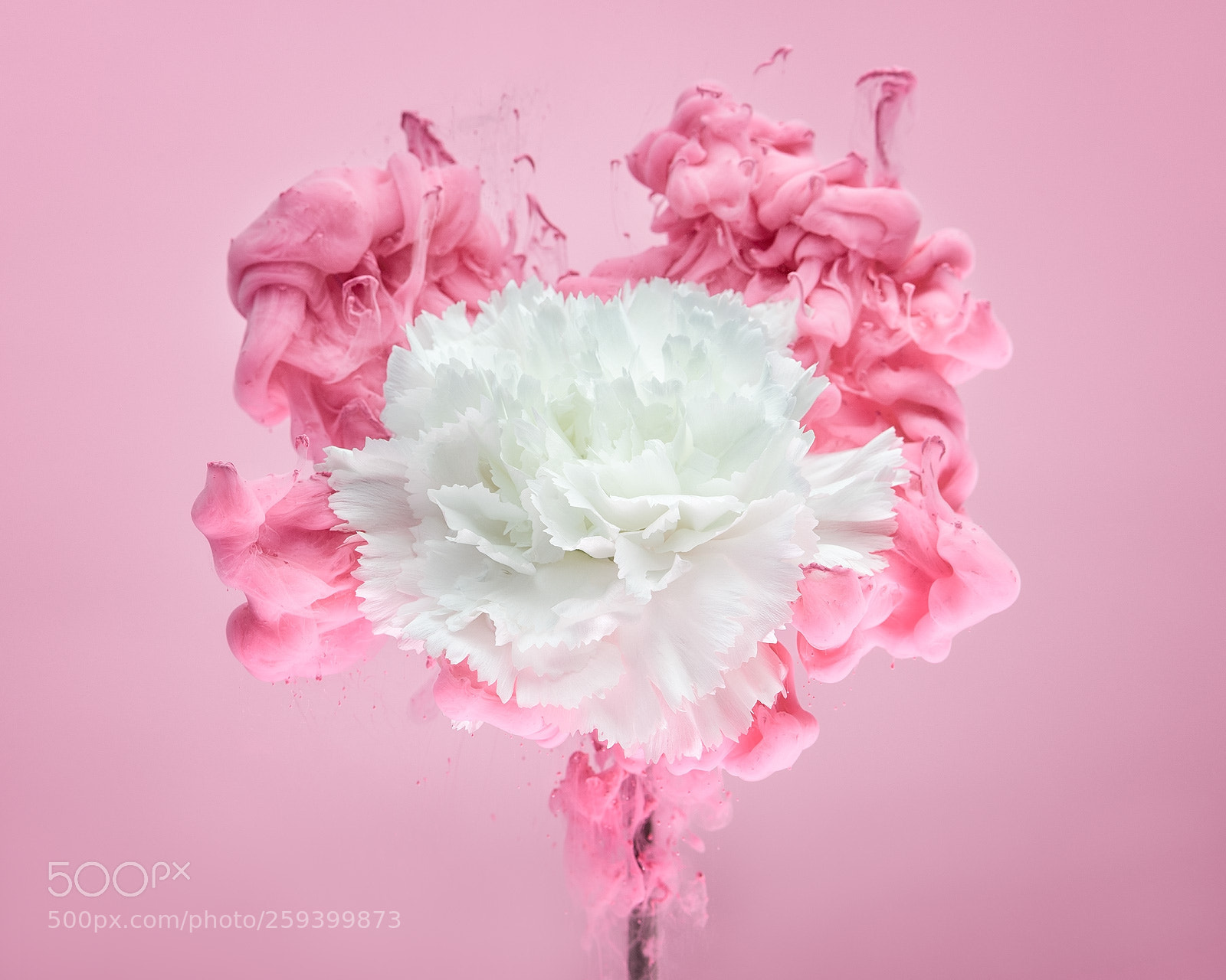Nikon D850 sample photo. White carnation i photography