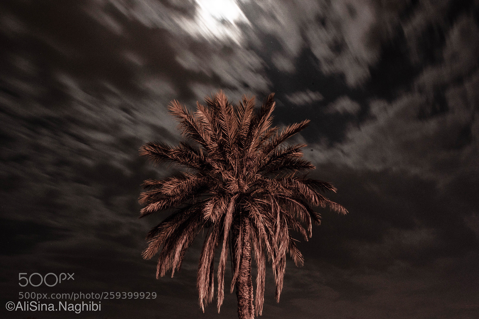 Nikon D750 sample photo. The tree,yazd(explore) photography