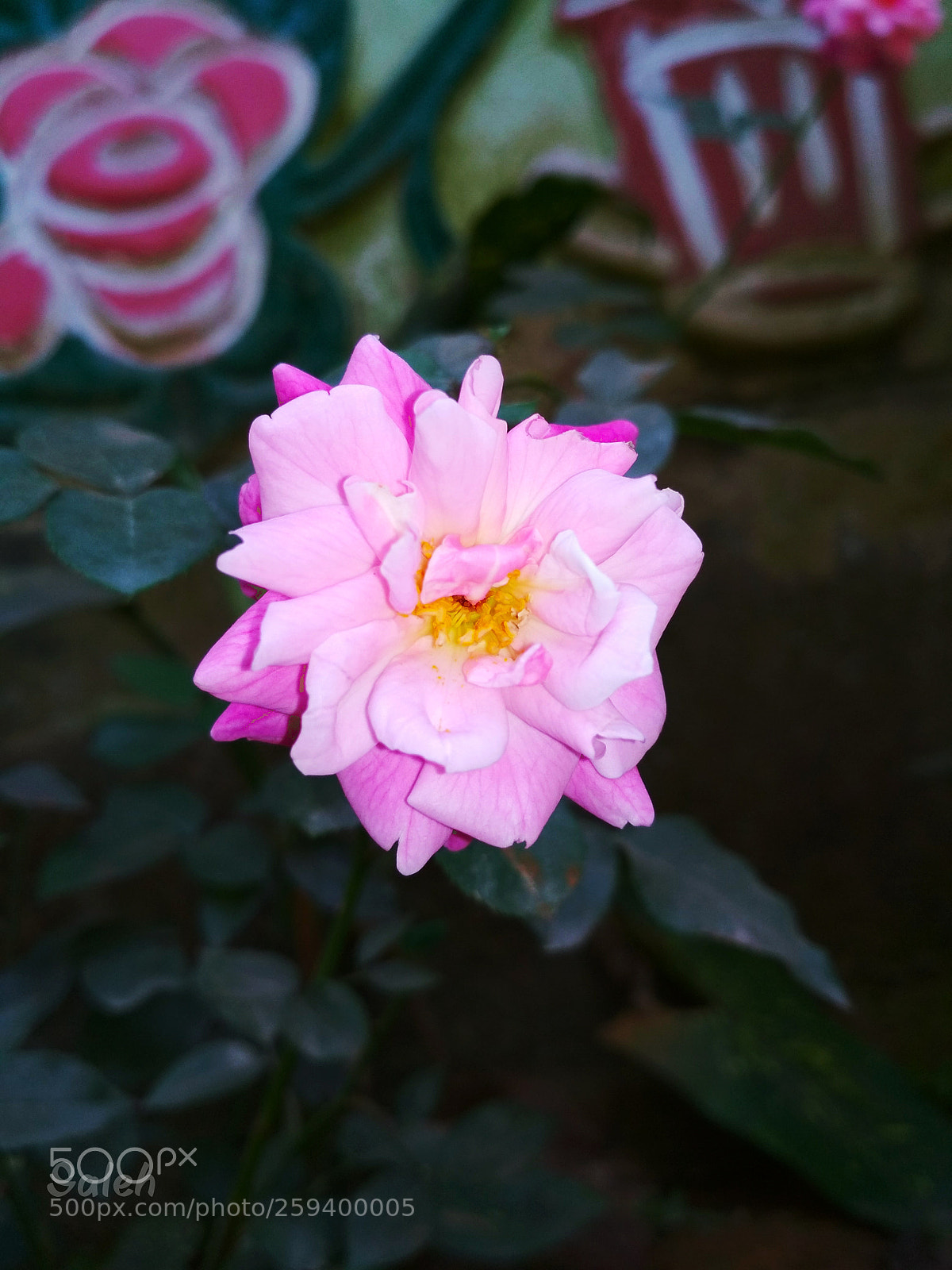 Xiaomi Redmi 4X sample photo. Pink ? photography