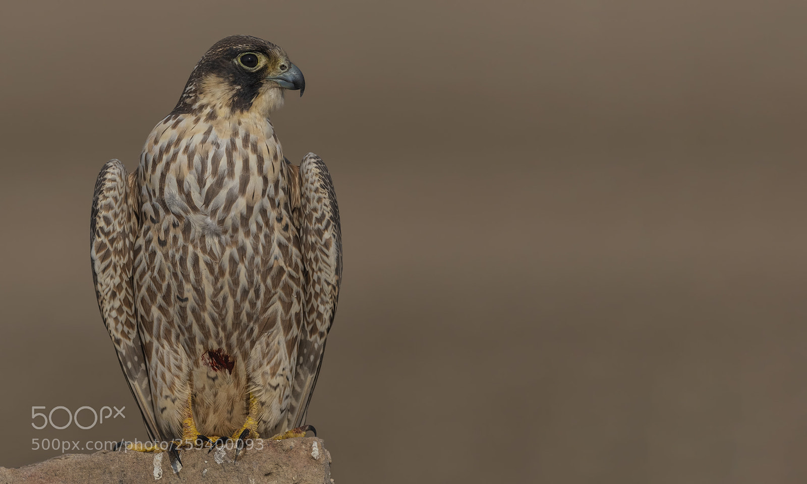 Nikon D500 sample photo. Peregrine falcon photography