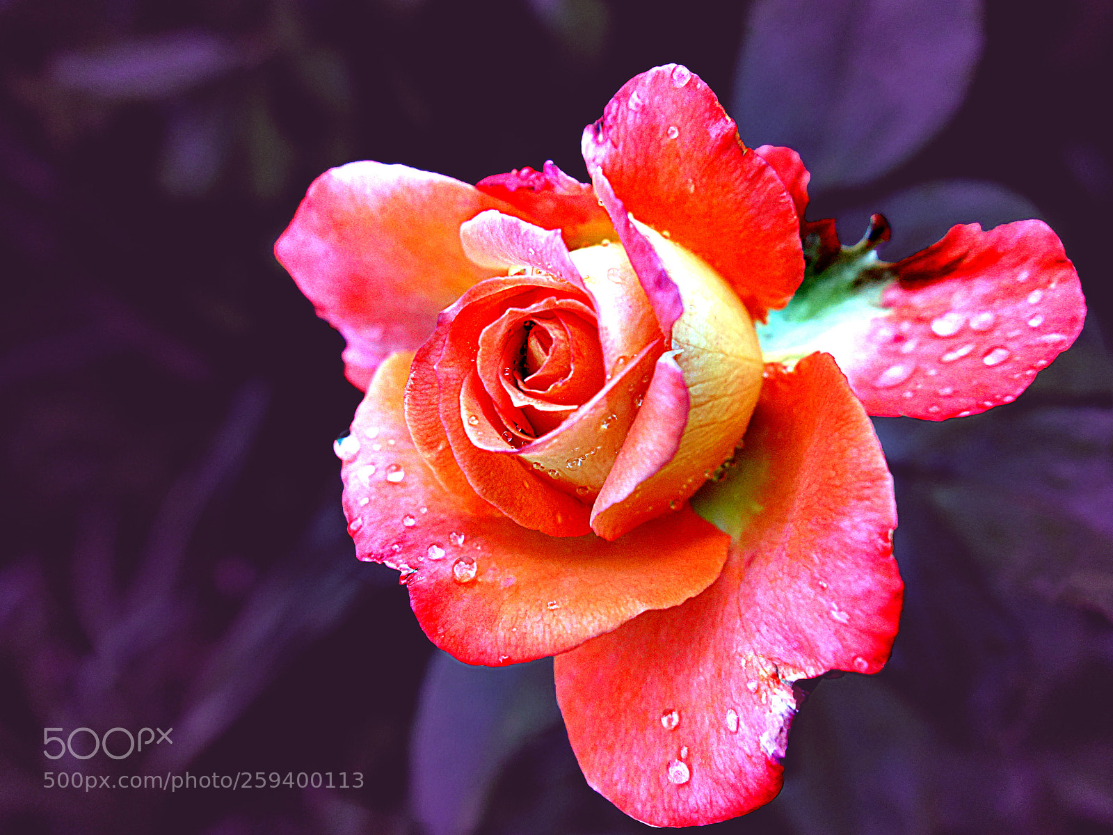 Sony Cyber-shot DSC-RX100 sample photo. Rosa photography