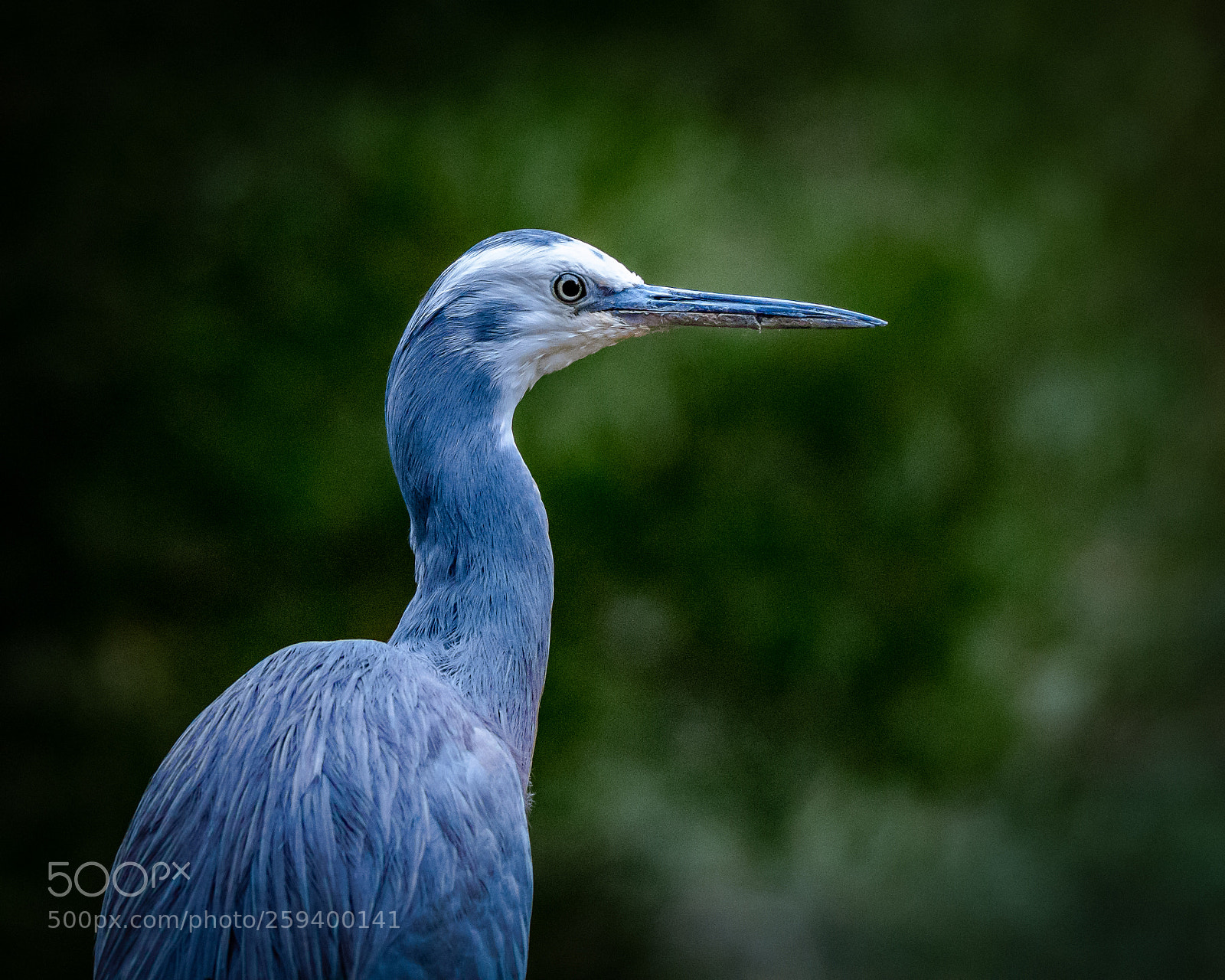 Nikon D7200 sample photo. White-faced heron i photography