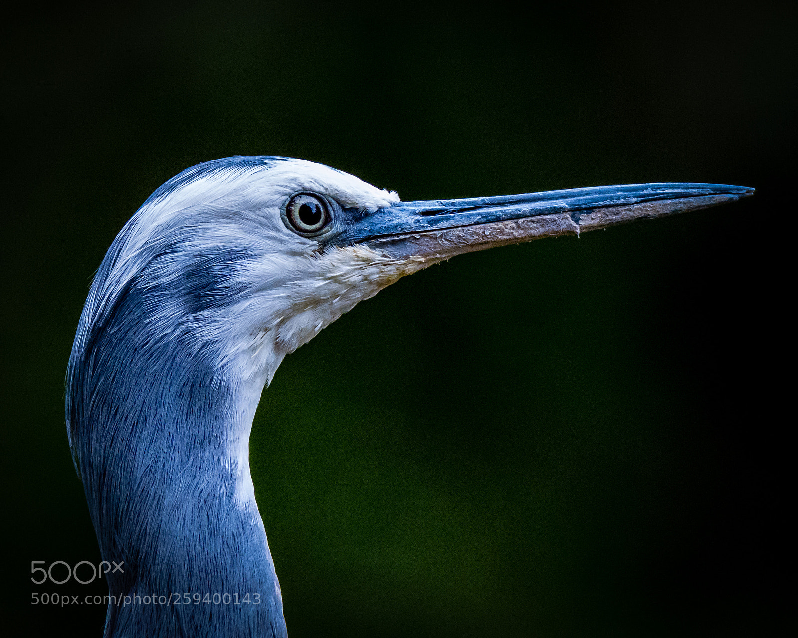 Nikon D7200 sample photo. White-faced heron ii photography