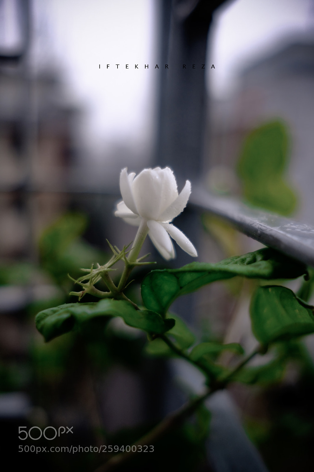 Fujifilm X-T20 sample photo. Belly photography