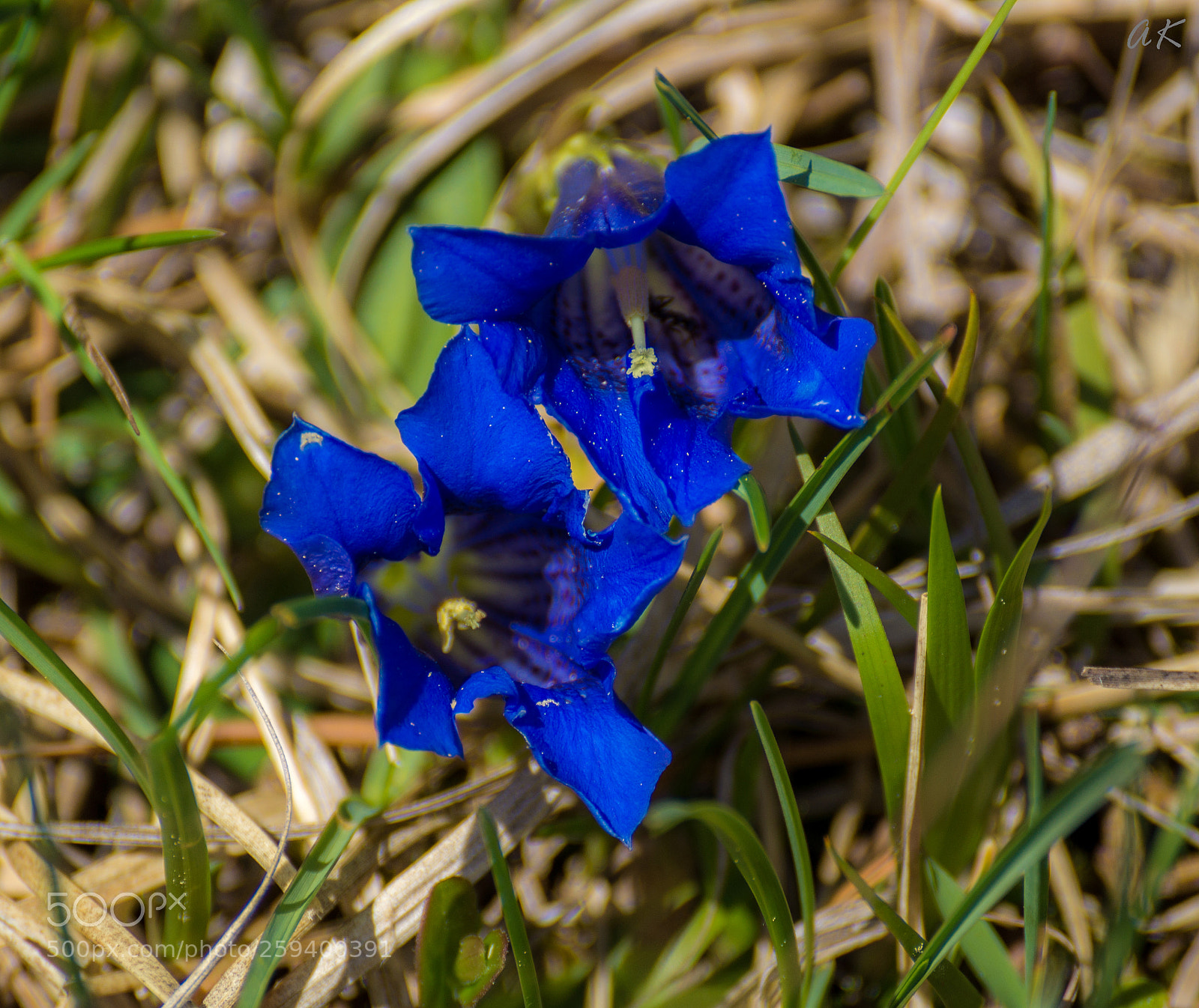 Sony SLT-A58 sample photo. Affection photography