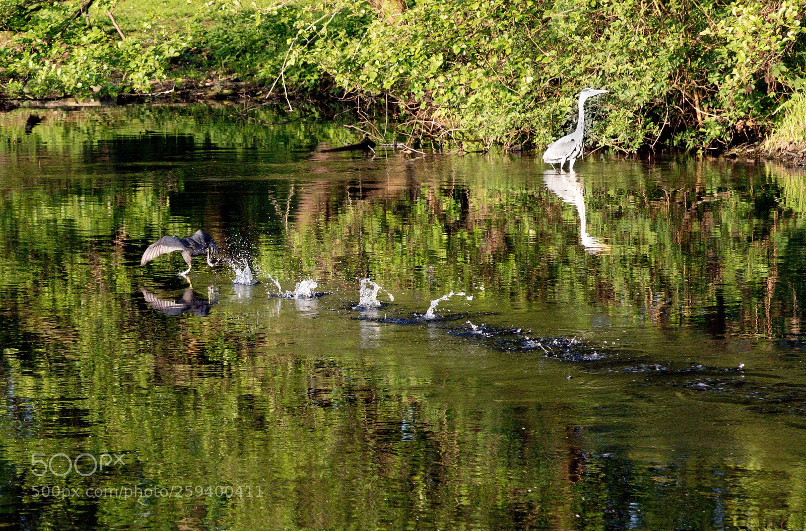 Canon EOS 5D Mark IV sample photo. Wasserläufer photography