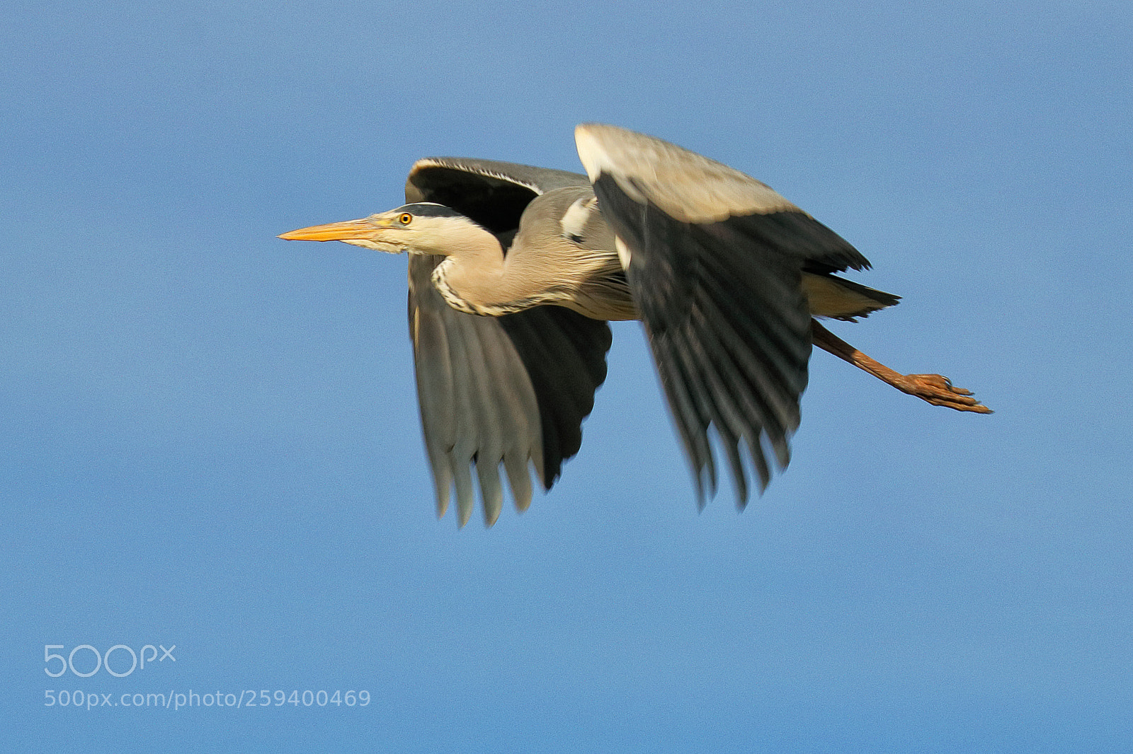 Canon EOS 80D sample photo. Grey heron taking off photography