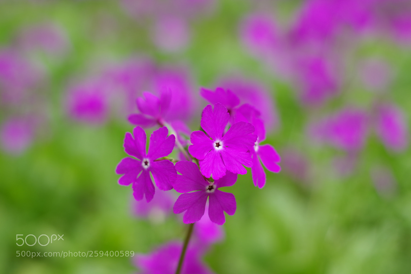 Pentax K-70 sample photo. Untitled photography