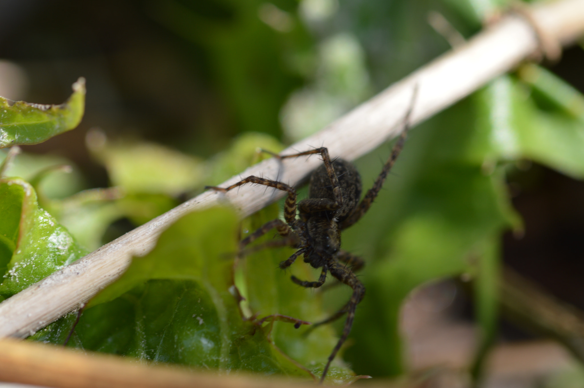 Nikon D3200 + Sigma 105mm F2.8 EX DG OS HSM sample photo. Ground spider photography