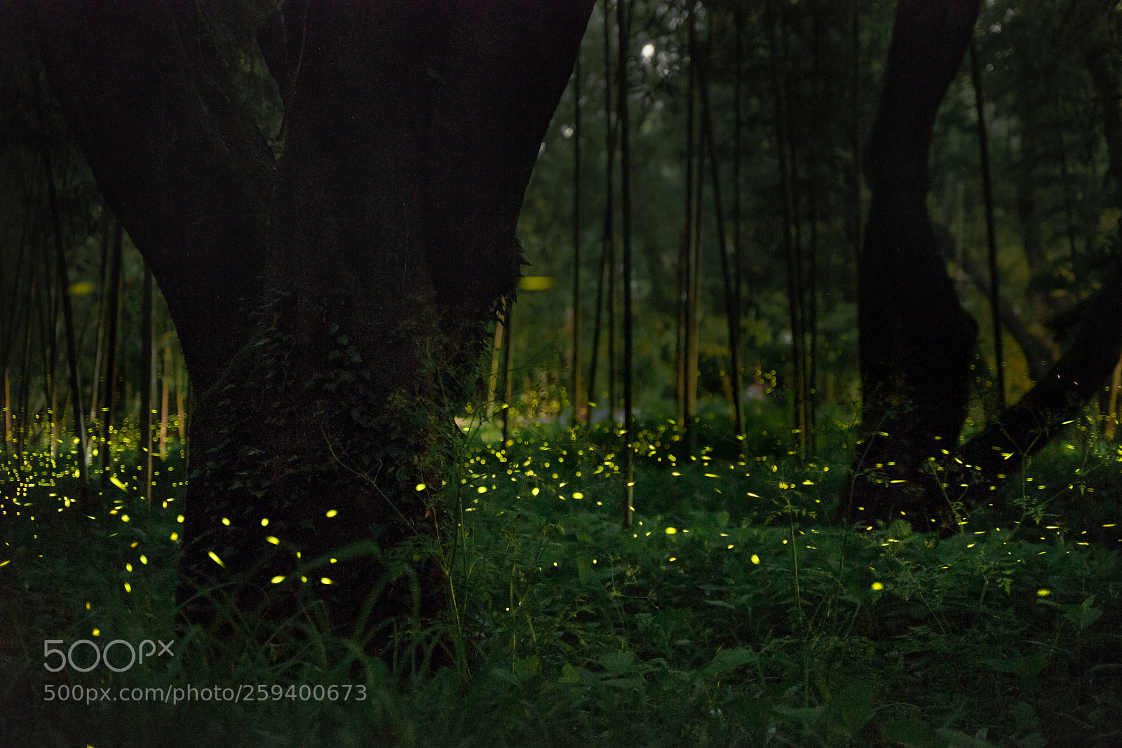 Sony a7 II sample photo. Firefly photography