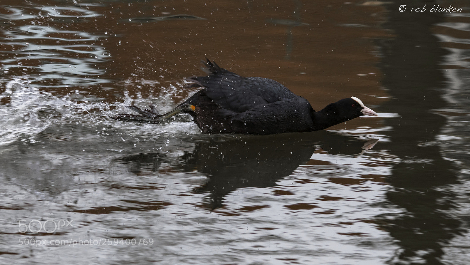 Nikon D850 sample photo. Coot photography