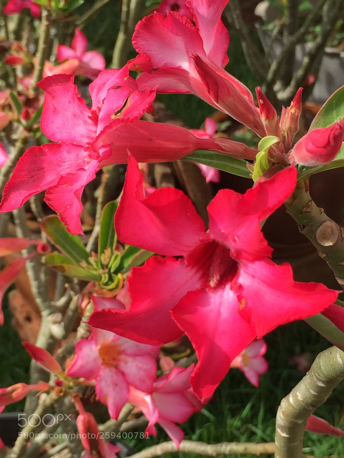 Apple iPhone 6 sample photo. Rosa do deserto  photography