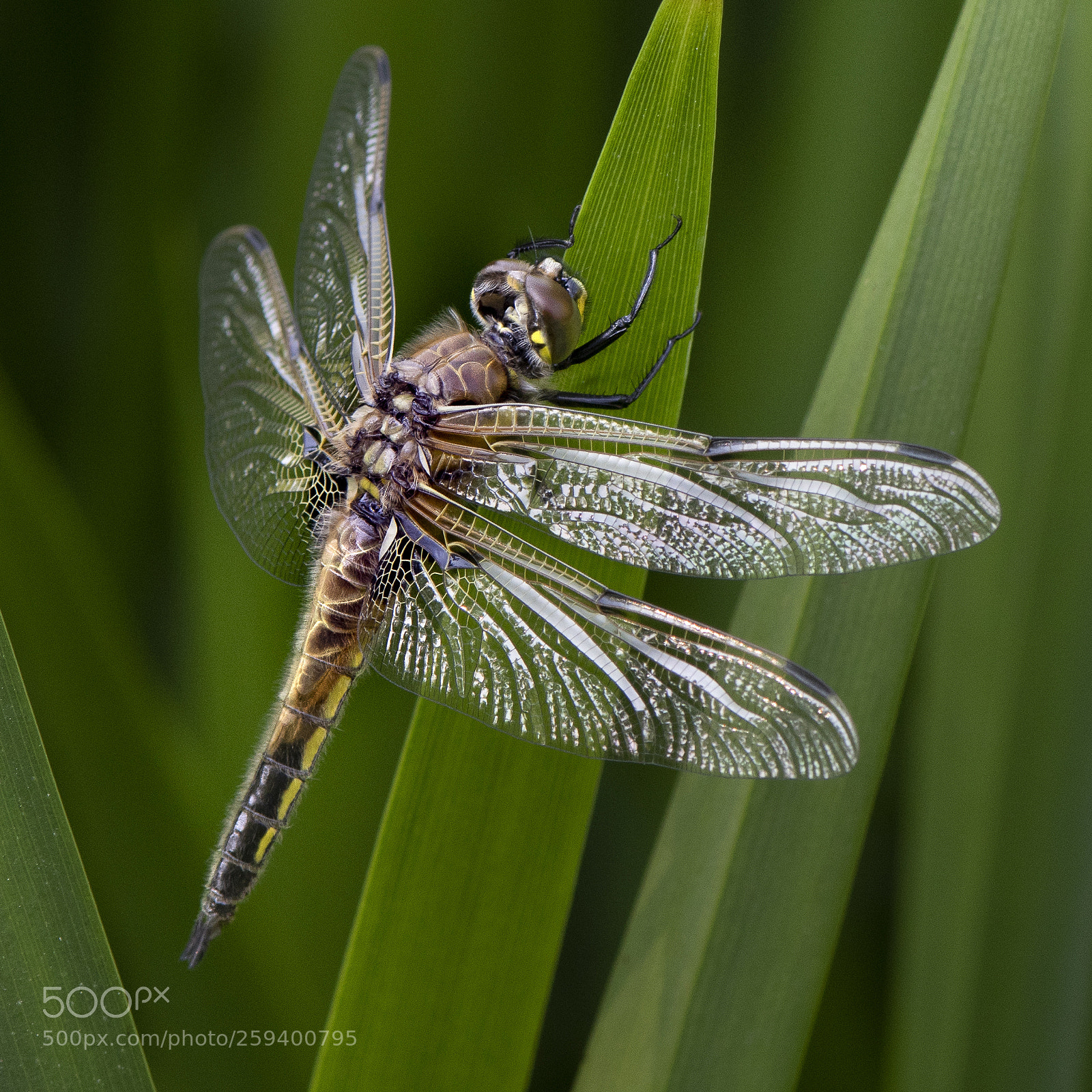 Nikon D810 sample photo. Pose photography