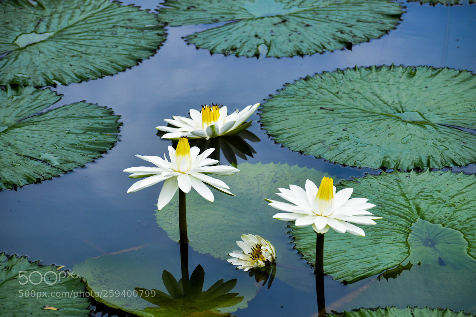 Nikon D5500 sample photo. Untitled photography