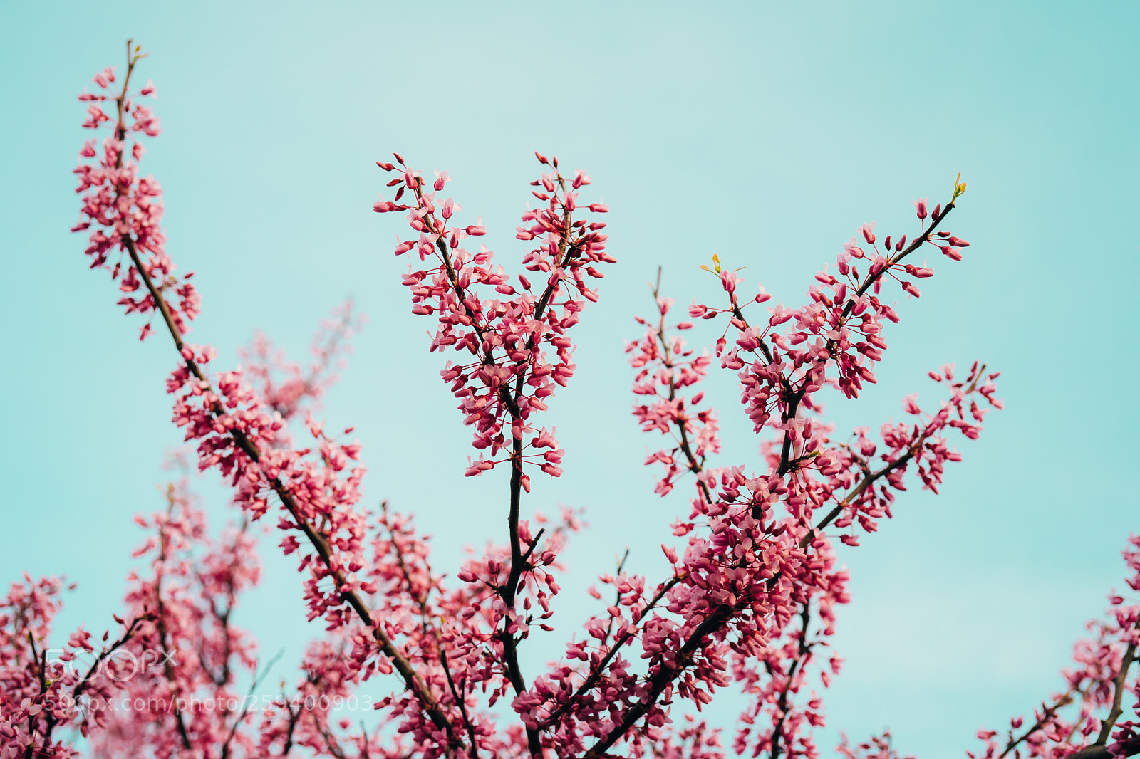 Sony a7 II sample photo. Eastern redbud photography