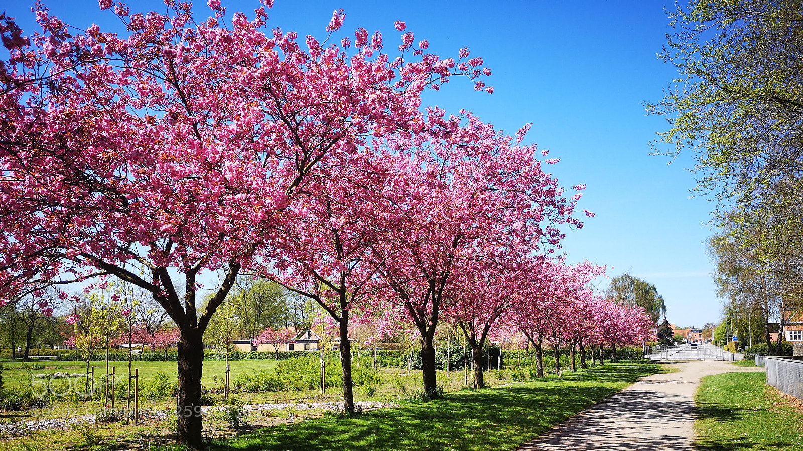 HUAWEI P20 sample photo. Cherry tree. photography