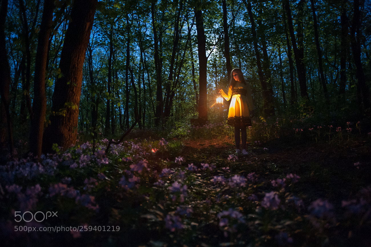 Nikon D700 sample photo. In night forest photography