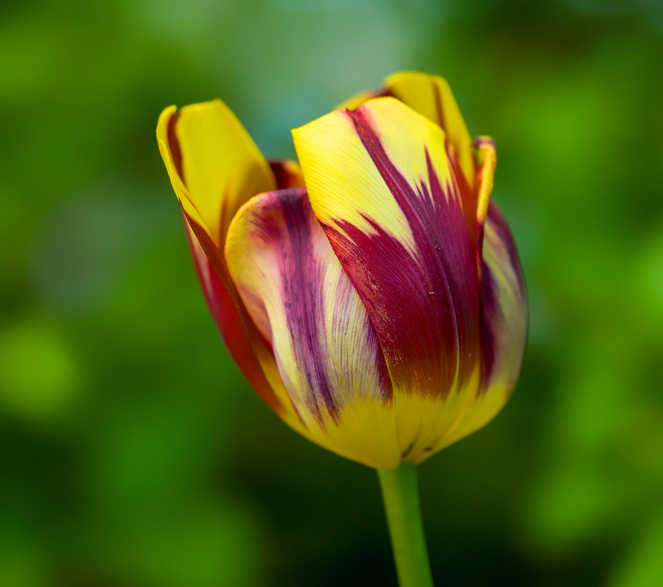 Hasselblad H4D sample photo. Tulip photography