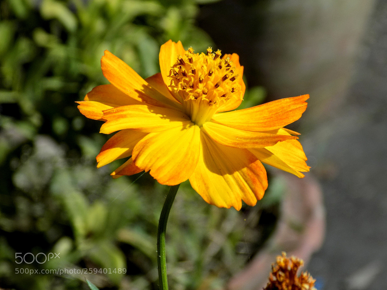 Nikon COOLPIX L340 sample photo. Sunflower type ii photography