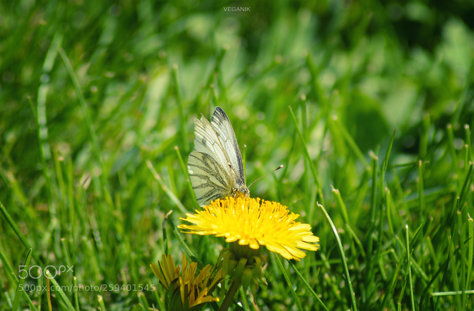 Nikon D3200 sample photo. ... photography