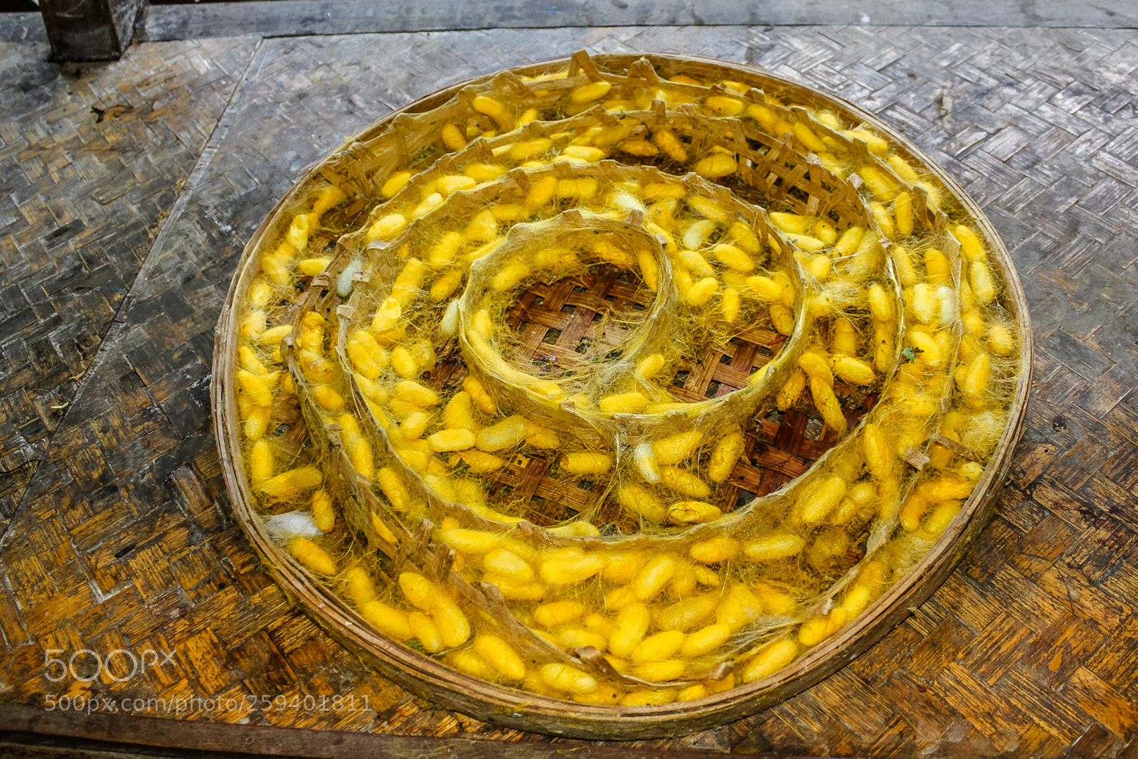 Canon EOS 550D (EOS Rebel T2i / EOS Kiss X4) sample photo. Silkworm farm plate photography