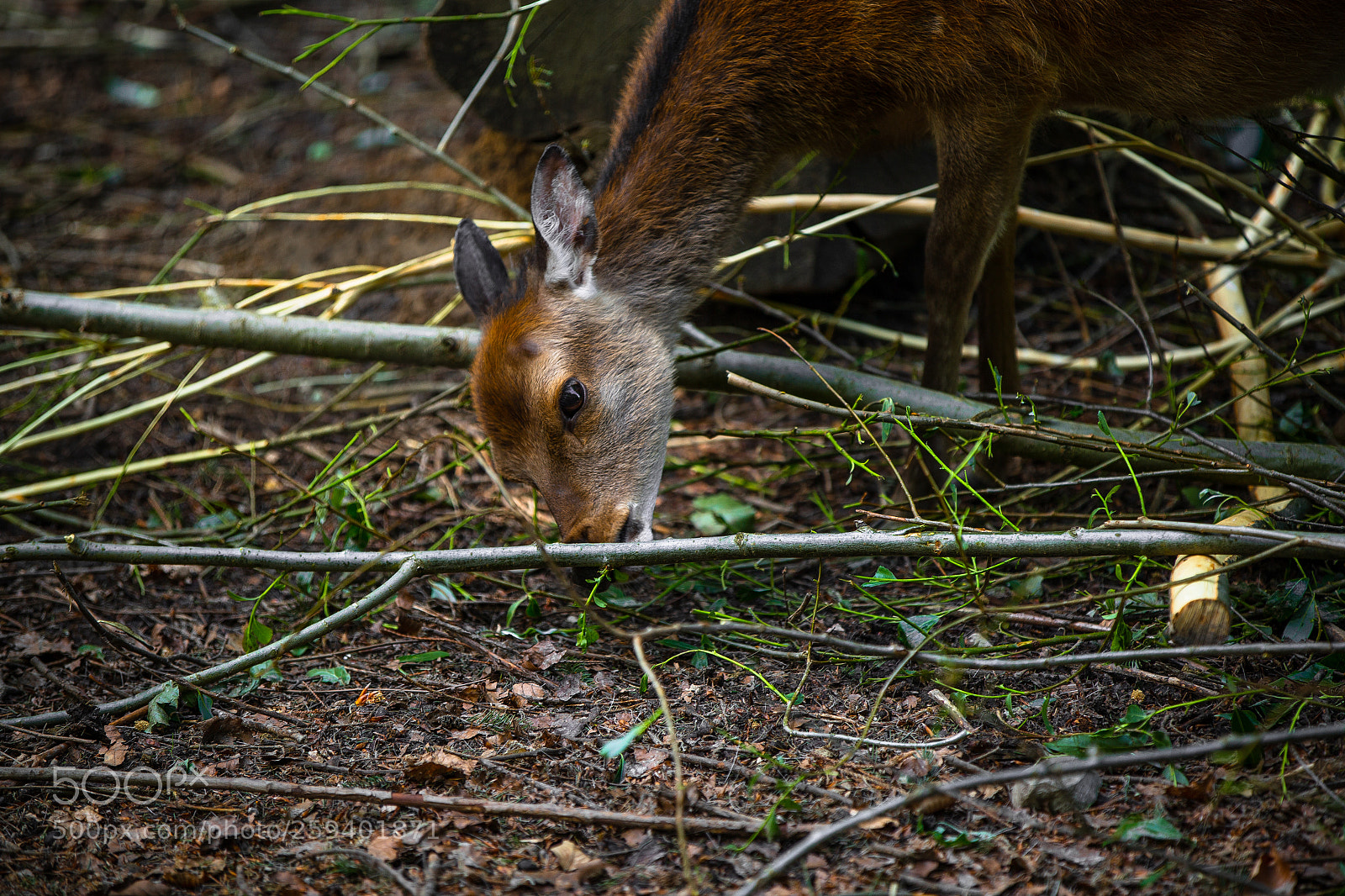 Canon EOS 6D sample photo. Roe deer eating in photography