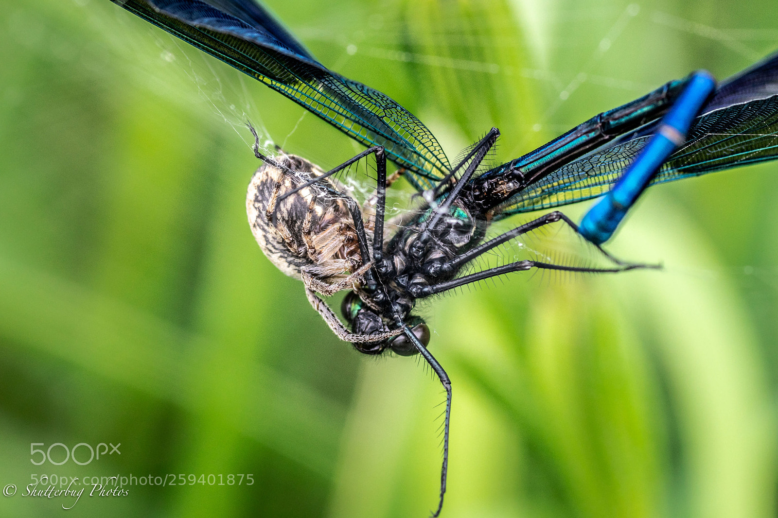 Canon EOS 80D sample photo. Spiders lunch photography