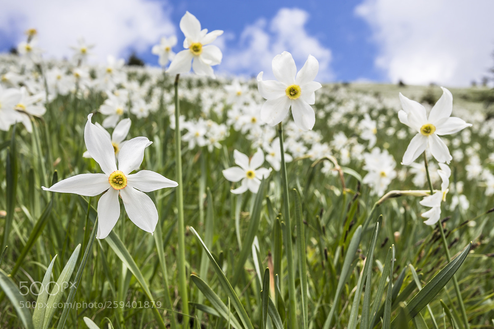 Canon EOS 6D sample photo. White narcissus photography