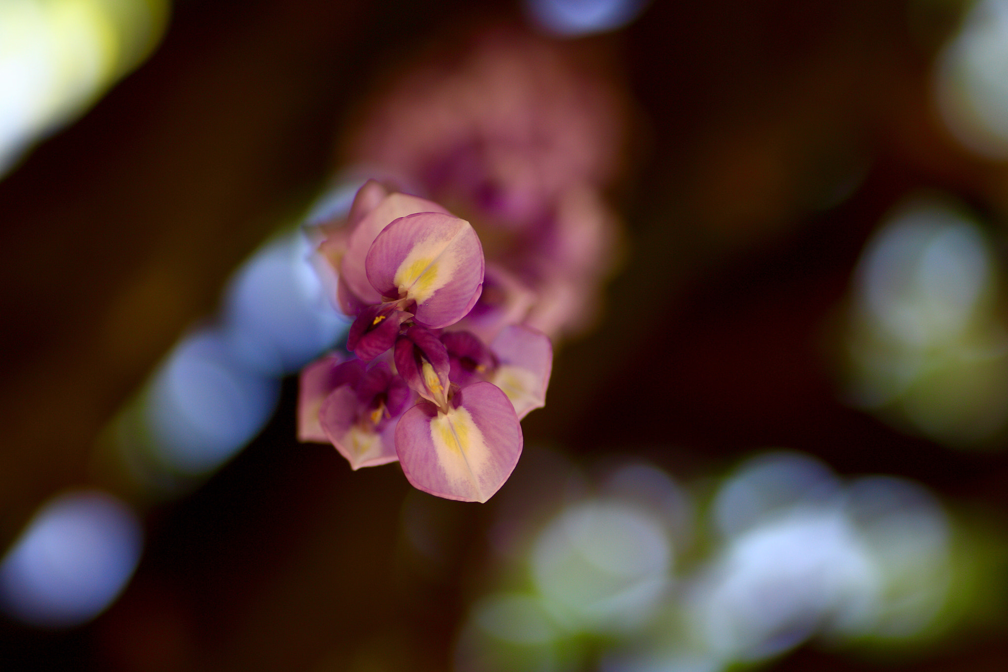 Canon EOS 700D (EOS Rebel T5i / EOS Kiss X7i) sample photo. Wisteria photography