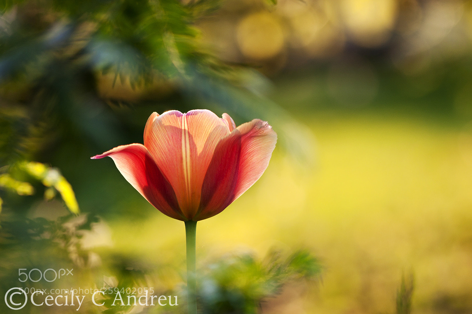 Canon EOS 40D sample photo. Composure photography
