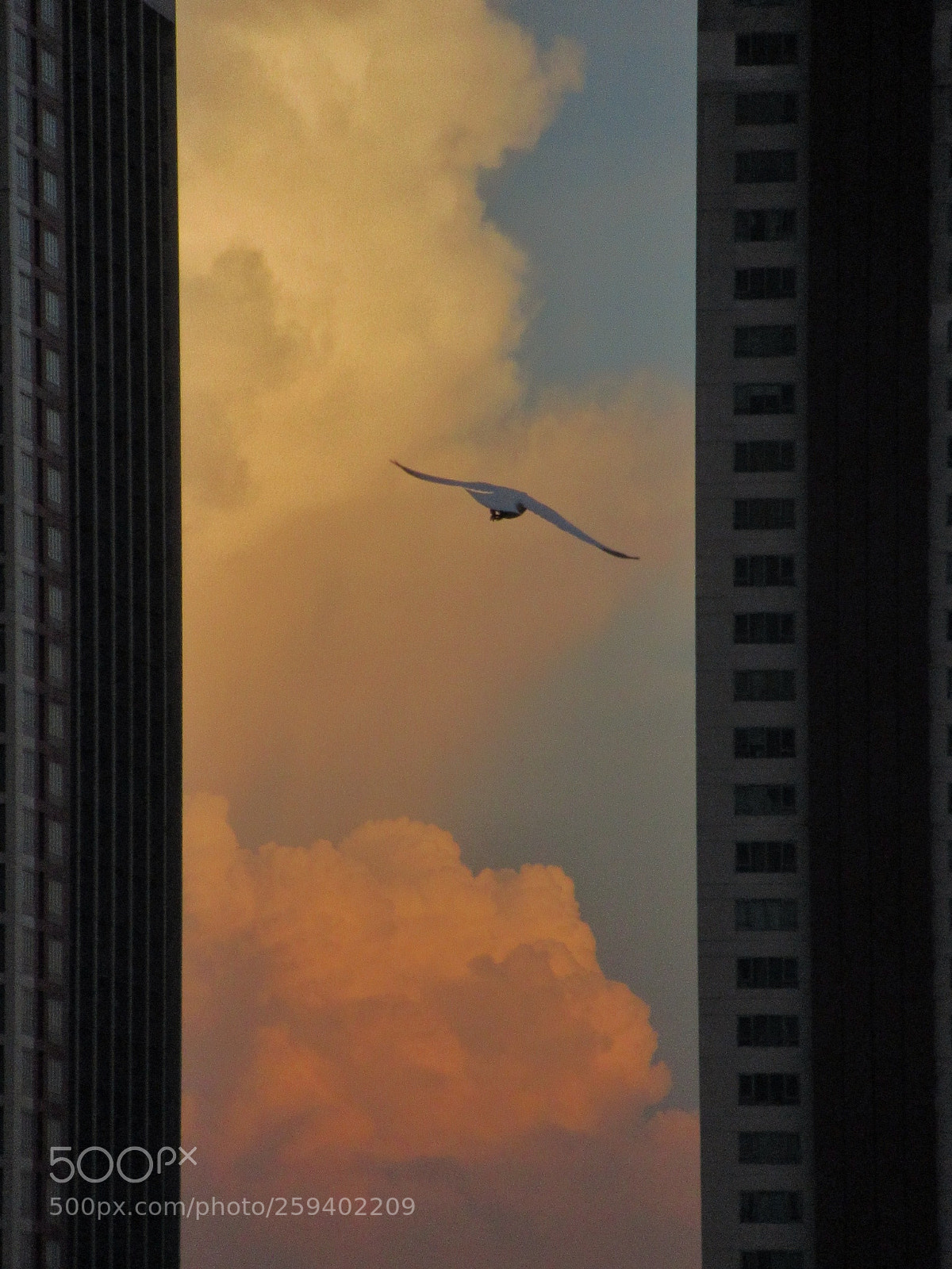 Canon PowerShot SX620 HS sample photo. Fly high photography