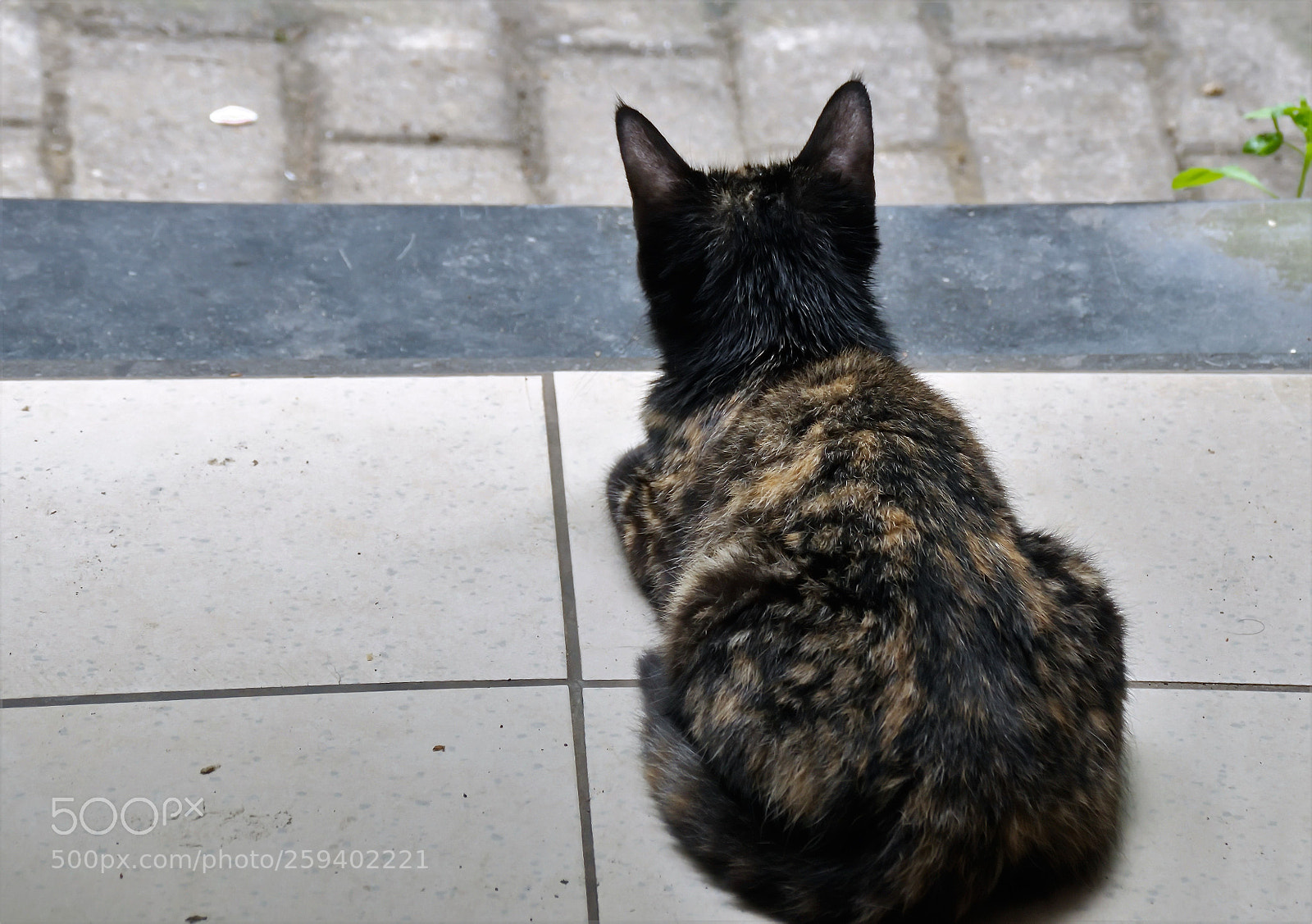 Panasonic Lumix DMC-FZ1000 sample photo. Ff () photography