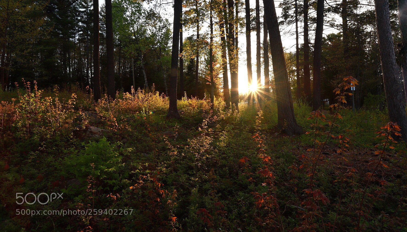 Canon EOS 6D Mark II sample photo. Sunset photography