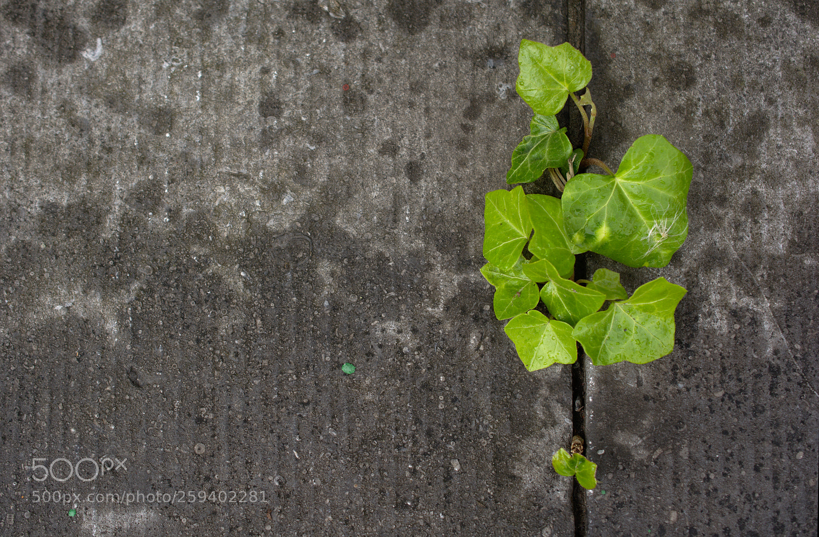 Nikon D5200 sample photo. I will survive photography