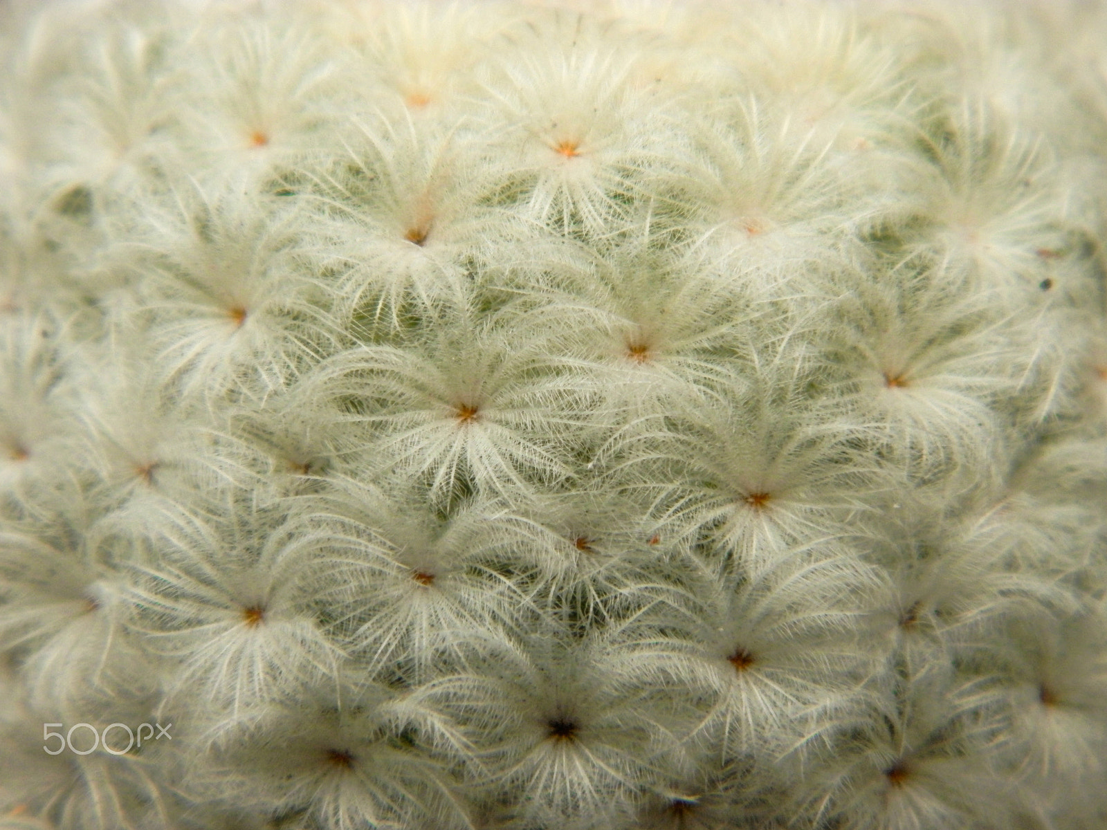 Olympus SP-620UZ sample photo. Yes, this is a succulent plant! photography